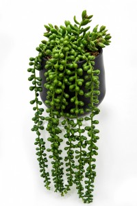 PLANTA COLGANTE MACETA CERAMICA NEGRA 36 cm.