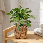 PLANTA MACETA FIBRA 30 cm.