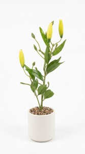 PLANTA MACETA PLASTICO BLANCO 60 cm.