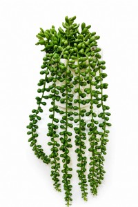 PLANTA MACETA CERAMICA BLANCA COLGANTE 40 cm.