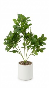 PLANTA MACETA PLASTICO BLANCO 63 cm.