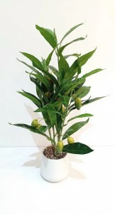 PLANTA MACETA CERAMICA BLANCA MINI MANGO 50 cm.
