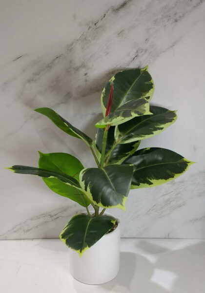 PLANTA ARTIFICIAL C/MACETA CERAMICA 40Cm.