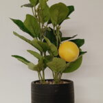 Imagen anterior del producto