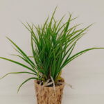 Imagen siguiente del producto