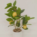 Imagen anterior del producto