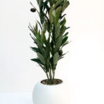 Imagen anterior del producto