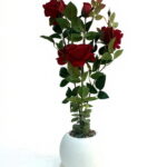 Imagen anterior del producto